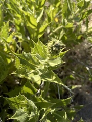 Ambrosia ilicifolia