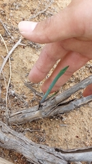 Hesperoyucca whipplei