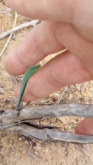 Hesperoyucca whipplei