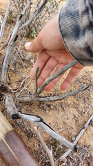 Hesperoyucca whipplei