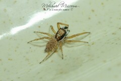 Menemerus semilimbatus