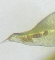 Zygodon rupestris