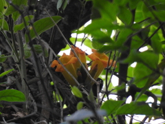 Bignonieae