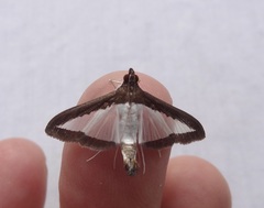 Diaphania hyalinata