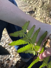 Pelazoneuron kunthii