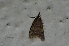 Scoparia penumbralis