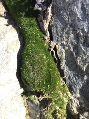 Eucladium verticillatum