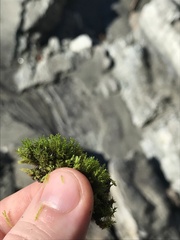 Eucladium verticillatum