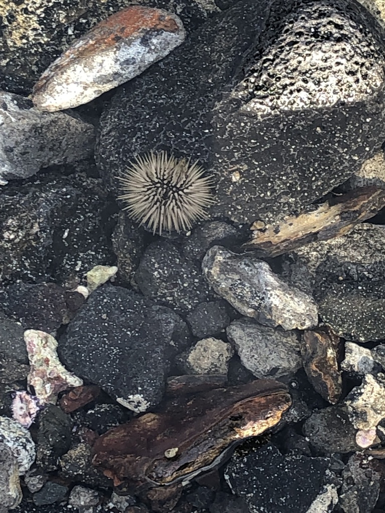 Rock-boring urchin