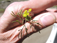 Lomatium ambiguum