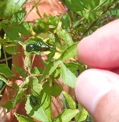 Pachycoris torridus