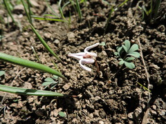 Dicentra uniflora