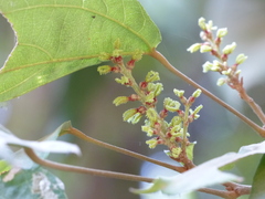 Mallotus philippensis