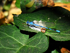 Argia vivida