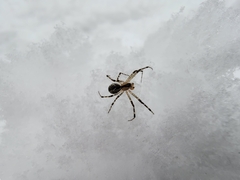 Pityohyphantes phrygianus