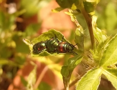 Pachycoris torridus