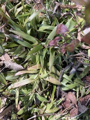 Dichanthelium commutatum