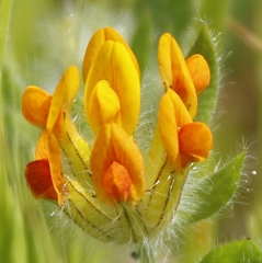 Anthyllis lotoides