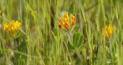 Anthyllis lotoides