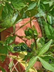Pachycoris torridus