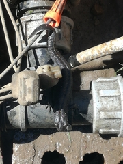 Triturus carnifex