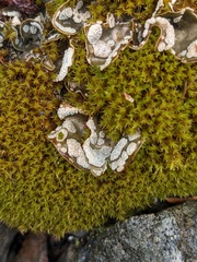 Peltigera didactyla