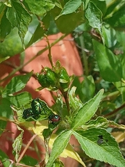 Pachycoris torridus