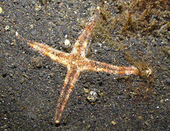 Archaster
