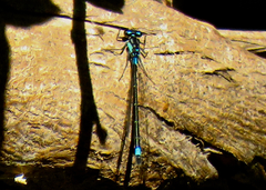 Zoniagrion exclamationis