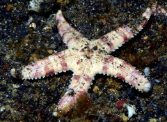Archaster
