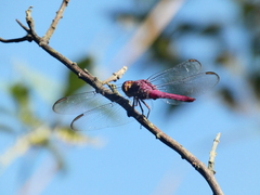 Orthemis discolor