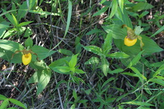 Cypripedium parviflorum pubescens