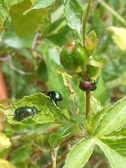 Pachycoris torridus