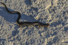 Batrachoseps nigriventris