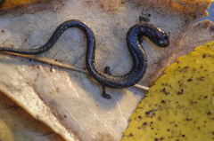 Batrachoseps nigriventris