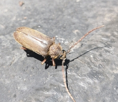 Prosphilus serricornis