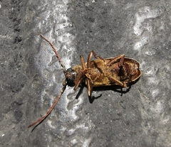 Prosphilus serricornis