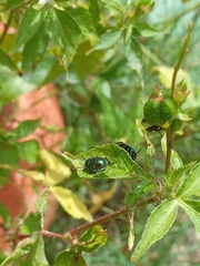 Pachycoris torridus