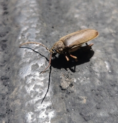 Prosphilus serricornis