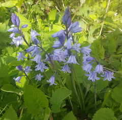 Hyacinthoides