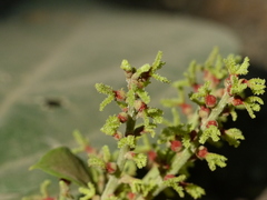 Mallotus philippensis