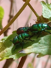 Pachycoris torridus
