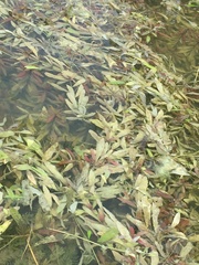 Hygrophila polysperma