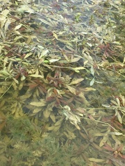 Hygrophila polysperma