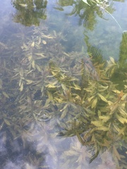 Hygrophila polysperma