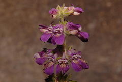 Collinsia tinctoria