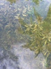 Hygrophila polysperma