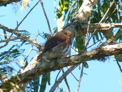 Glaucidium minutissimum