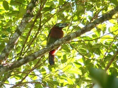 Selenidera maculirostris