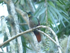 Heliodoxa rubricauda